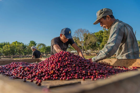 Exploring Good Beans El Salvador Specialty Coffee Roasters: A Journey into Excellence