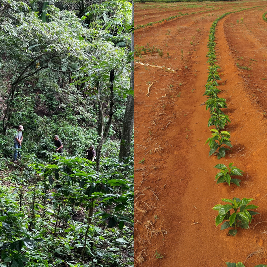 Shade grown coffees in El Salvador vs Sun Grown in Brazil
